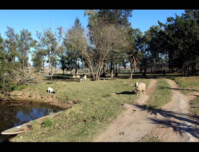 231HA FARM FOR SALE IN EAST LONDON RURAL